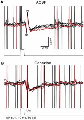 Chronic Ethanol Consumption Impairs the Tactile-Evoked Long-Term Depression at Cerebellar Molecular Layer Interneuron-Purkinje Cell Synapses in vivo in Mice